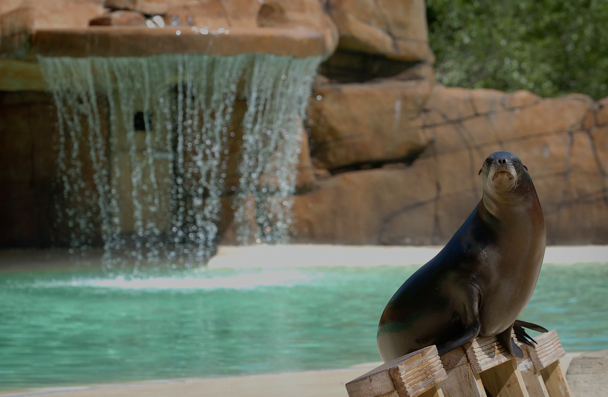 Sea lion perched by waterfall at Blackpool Zoo.