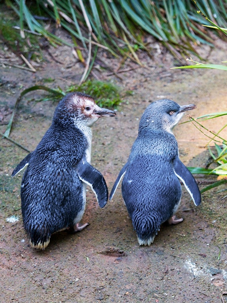 Penguins walking on Phillip Island during the Penguin Parade tour.