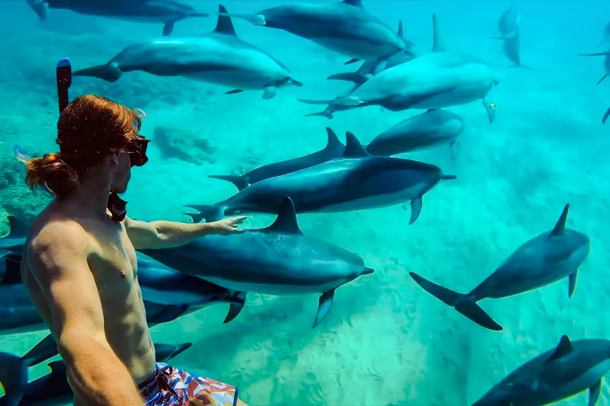 excursion en bateau dans l'atoll de mnemba pour observer les dauphins et faire de la plongée en tuba, avec déjeuner et prise en charge à l'hôtel-1