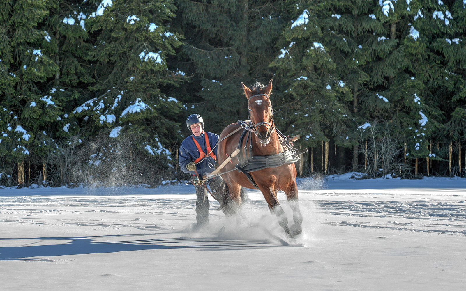 Skijoring in Switzerland - Around Château-d'Oex