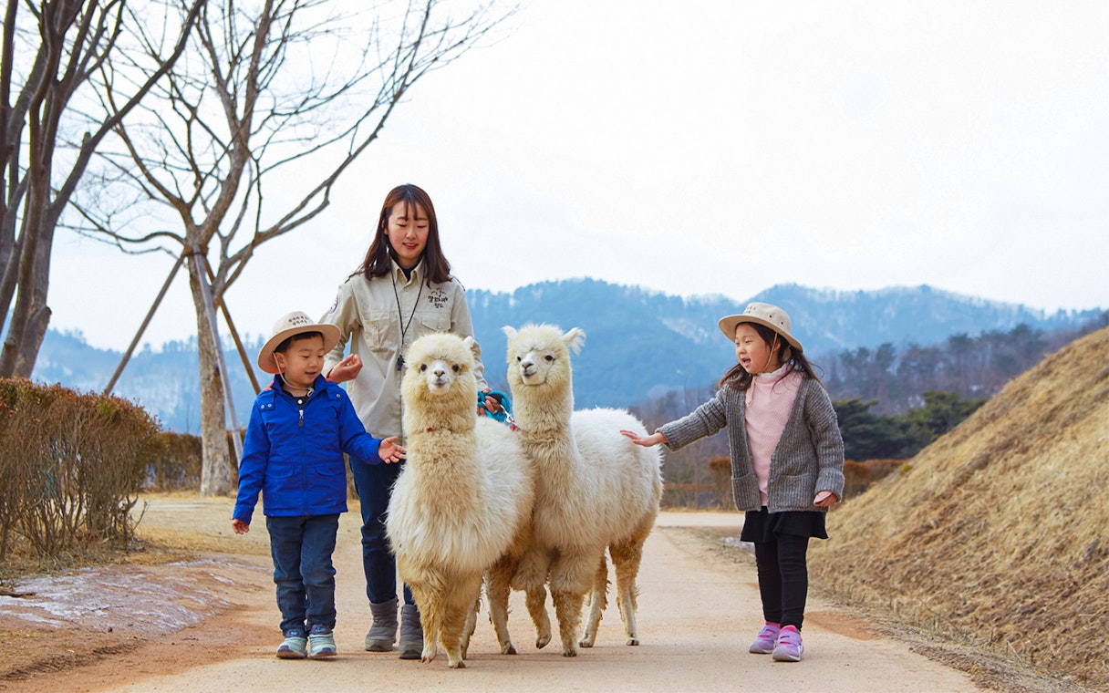 Children and guide walking with alpacas on Nami Island, South Korea.