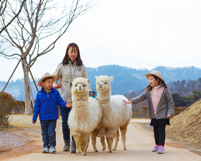 From Seoul: Alpaca World, Nami Island & Garden of Morning Calm Day Trip