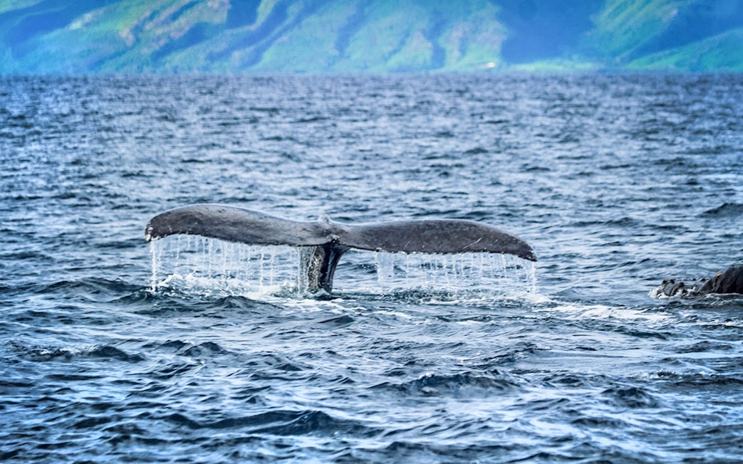 Whale tail emerging from ocean during catamaran tour in Lahaina, Hawaii.