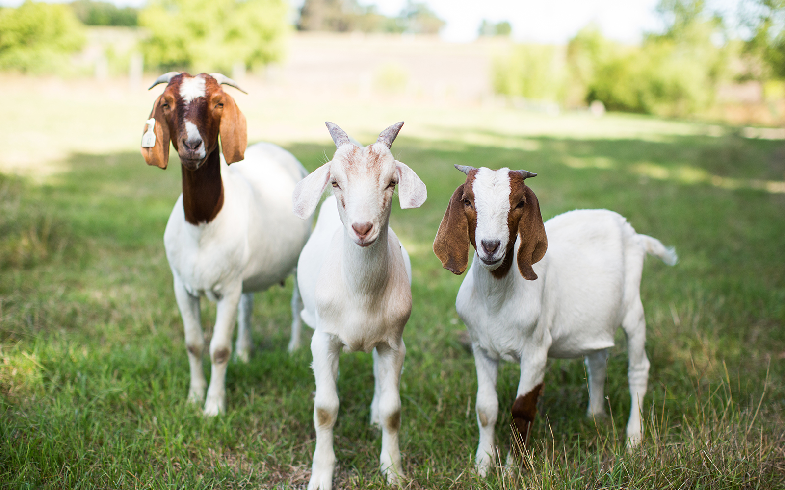 Bore goats posing for the camera