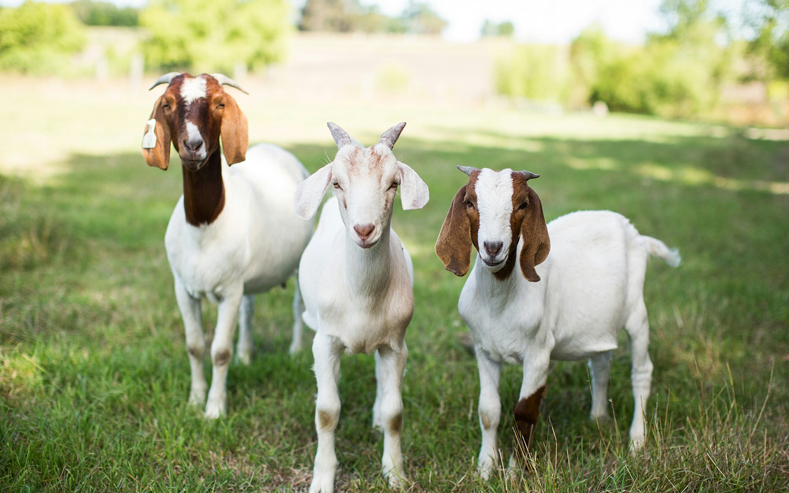 Bore goats posing for the camera