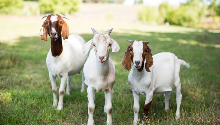Bore goats posing for the camera