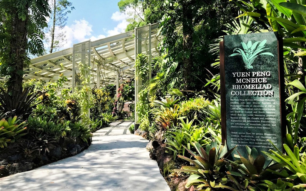Pathway through lush greenery at Yuen Peng McNeice Bromeliad Collection, National Orchid Garden, Singapore.