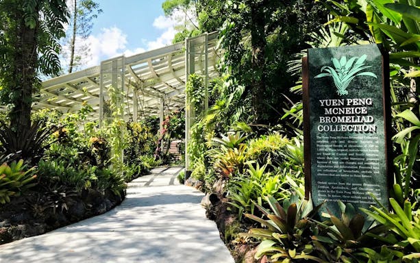 Pathway through lush greenery at Yuen Peng McNeice Bromeliad Collection, National Orchid Garden, Singapore.