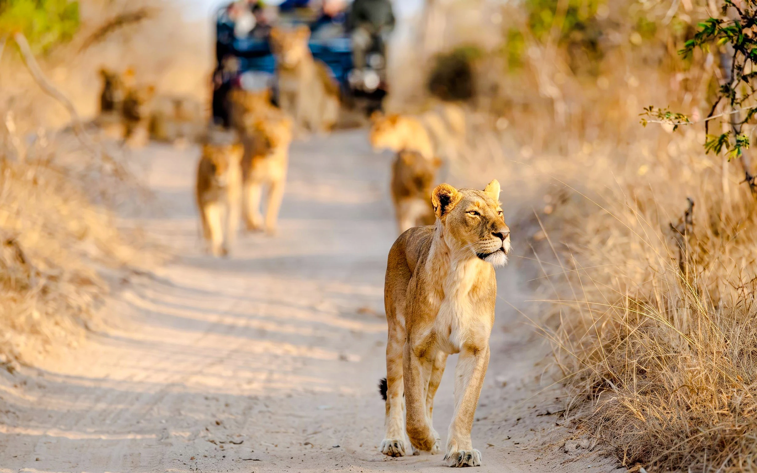 Big Five encounters