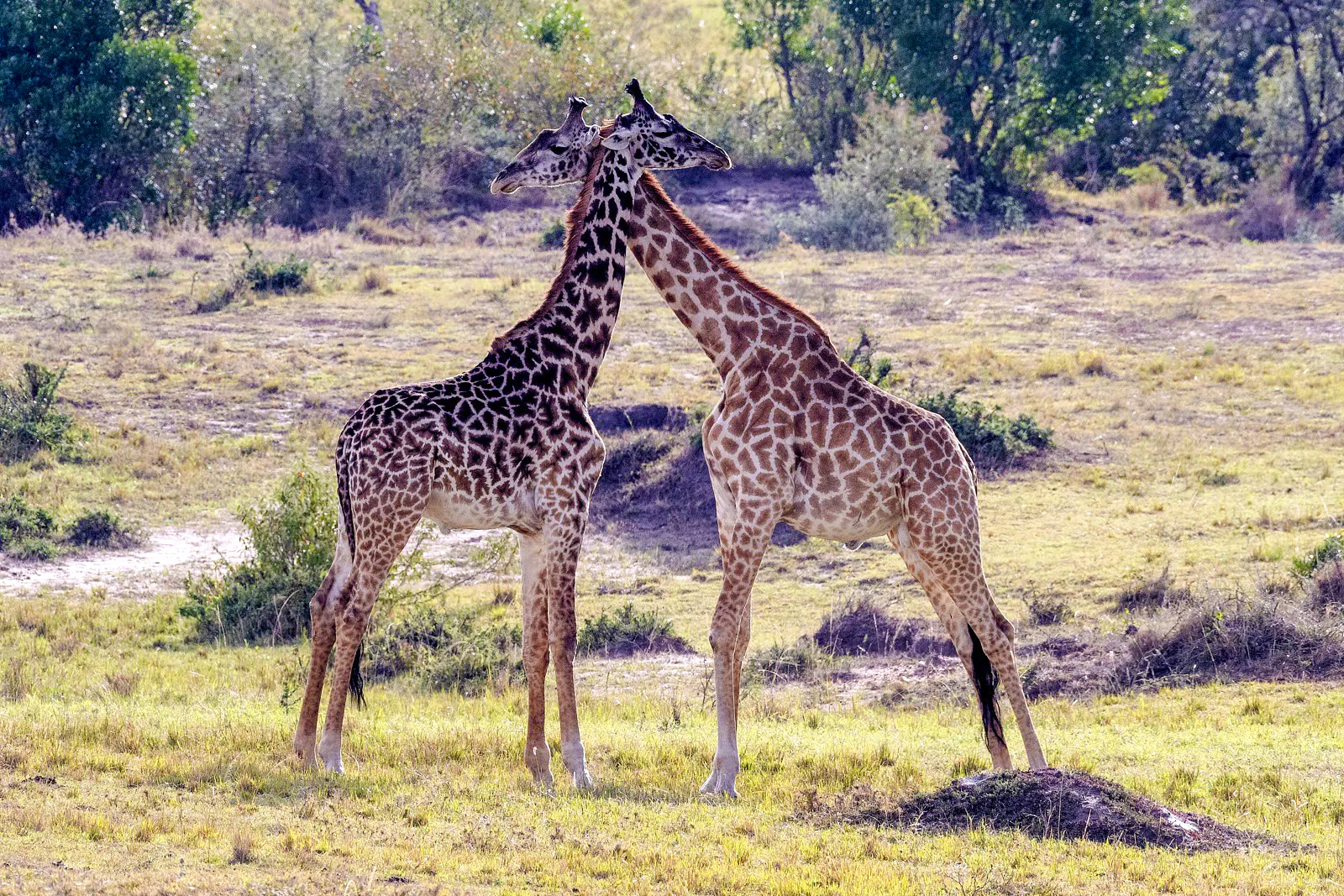 Giraffes interacting at Giraffe Centre, Nairobi city tour.