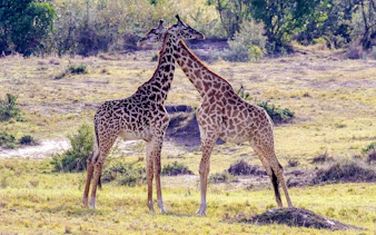 Giraffes interacting at Giraffe Centre, Nairobi city tour.