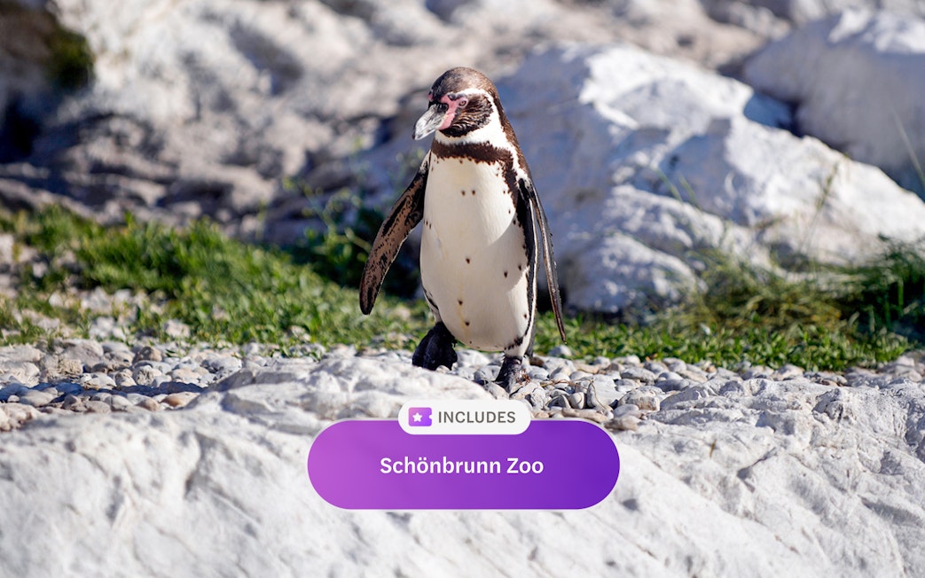 Penguin at Schönbrunn Zoo, Vienna Flexi Pass attraction.