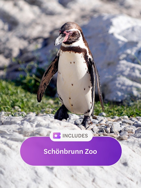 Penguin at Schönbrunn Zoo, Vienna Flexi Pass attraction.