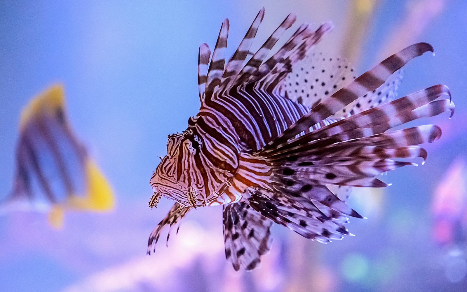 Venomous and Poisonous Creatures Area in Langkawi Underwater World