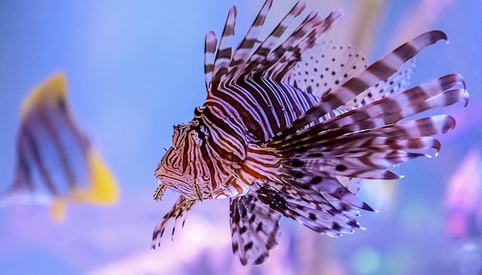 Venomous and Poisonous Creatures Area in Langkawi Underwater World