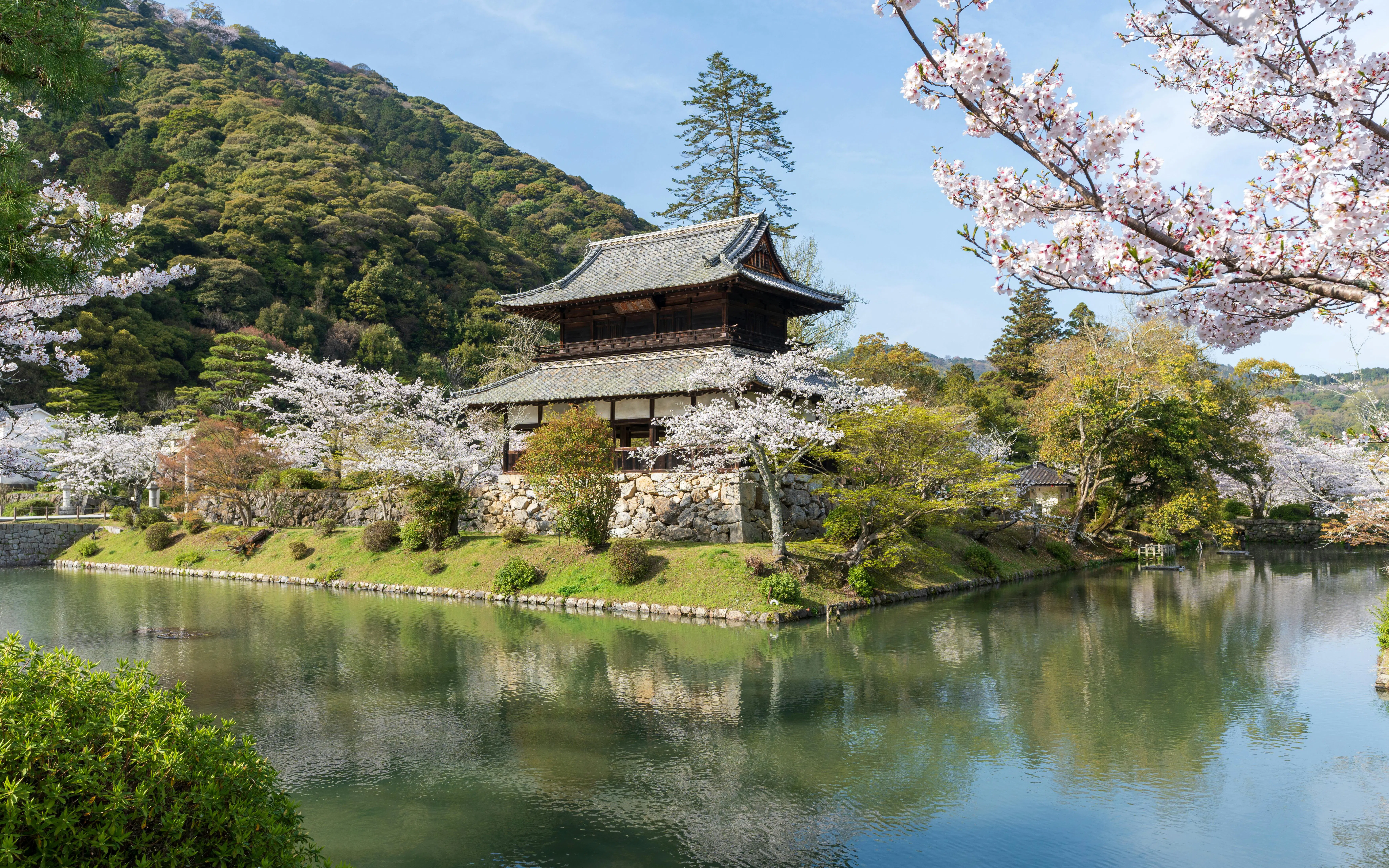 Kinunkaku Pavilion by the moat in Kikko Park, Iwakuni, with cherry blossoms in full bloom.