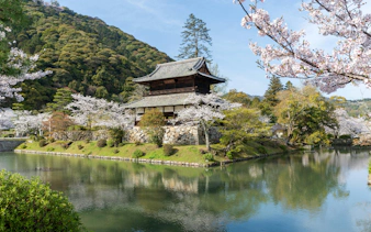 Kinunkaku Pavilion by the moat in Kikko Park, Iwakuni, with cherry blossoms in full bloom.
