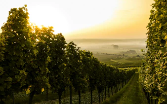 Vineyard at sunrise in Bolgheri, Italy, highlighting rows of grapevines for wine tour.