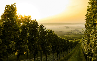 Vineyard at sunrise in Bolgheri, Italy, highlighting rows of grapevines for wine tour.