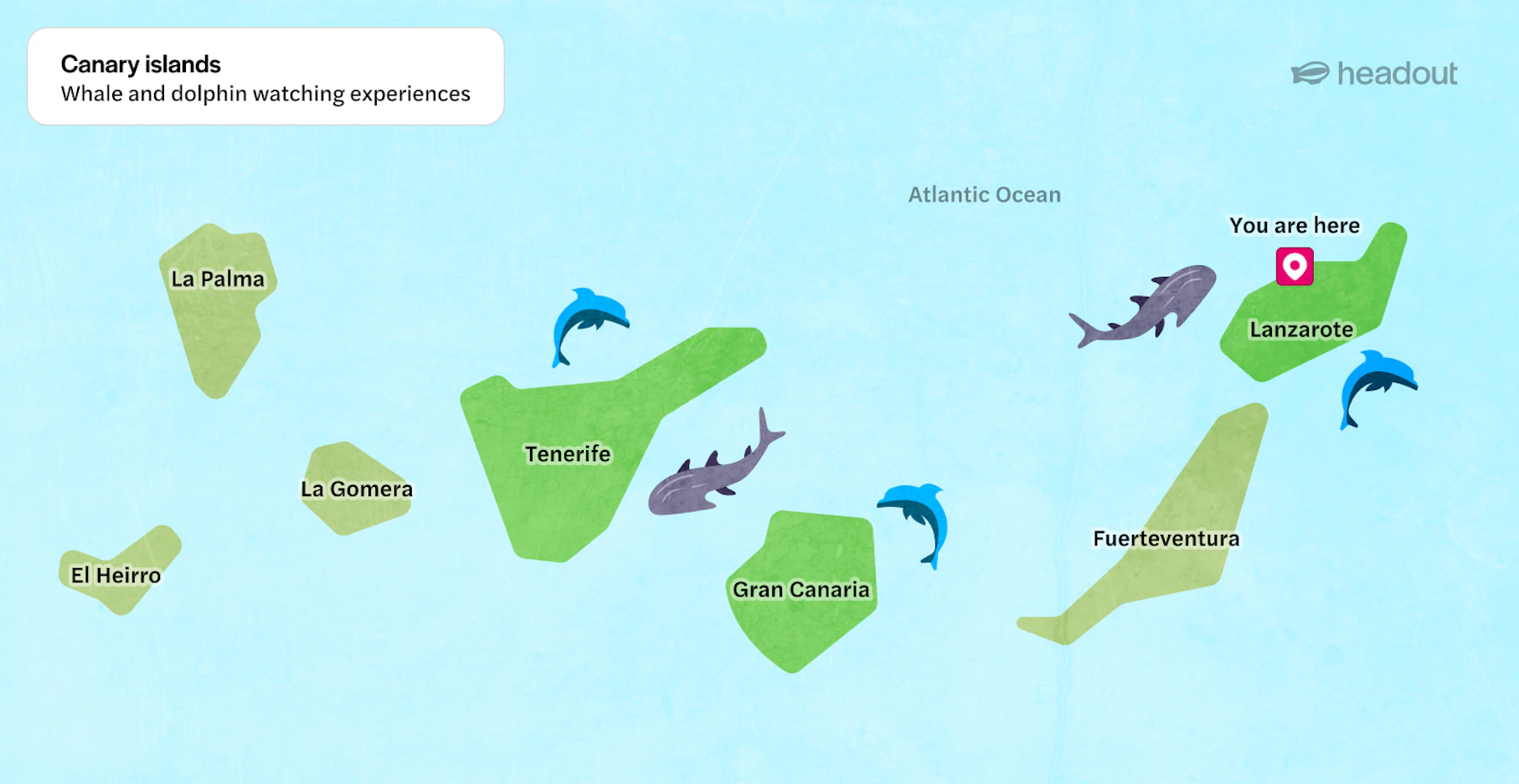 Whale watching experiences across the Canary Islands