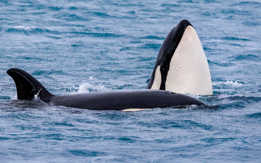 Two orcas surfacing during Akureyri whale watching tour in Iceland.