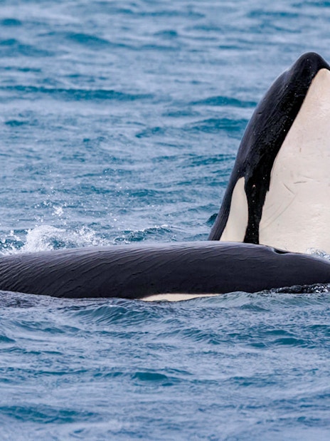 Two orcas surfacing during Akureyri whale watching tour in Iceland.