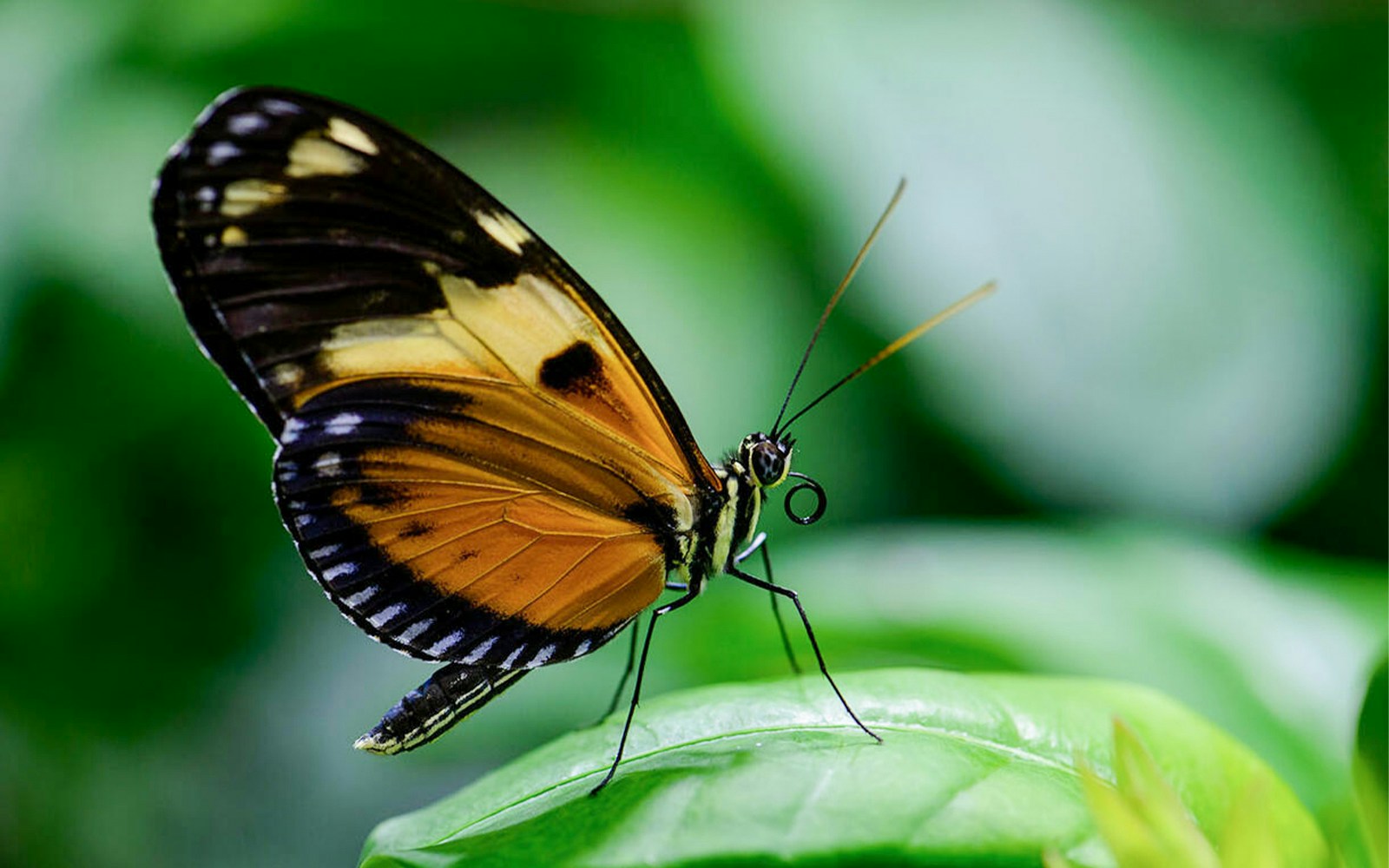 Monarch butterfly with coiled proboscis at Davis Family Butterfly Vivarium, American Museum of Natural History.