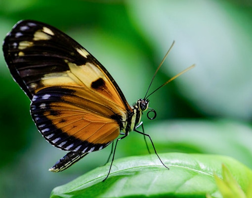 Monarch butterfly with coiled proboscis on leaf, Davis Family Butterfly Vivarium.