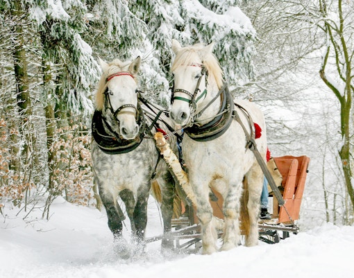 Horse-drawn ride through snowy Zakopane landscape with a bonfire meal, a unique winter tour in Poland