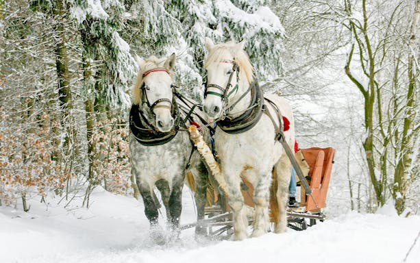 Horse-drawn sleigh ride through snowy forest.