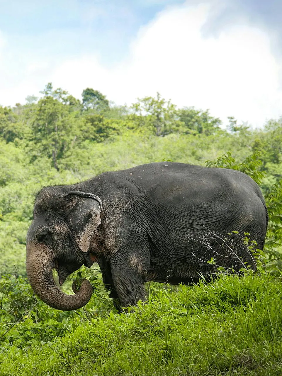 Elephant grazing on a lush hillside at Phuket Elephant Sanctuary.