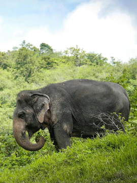 Elephant grazing on a lush hillside at Phuket Elephant Sanctuary.