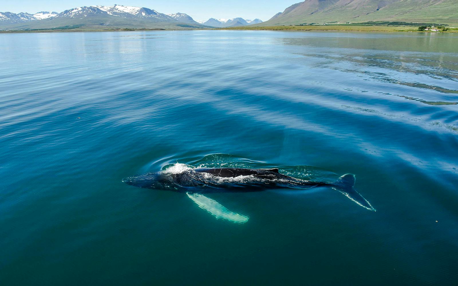 Humpback whale swimming in Eyjafjörður, Akureyri during a classic whale watching tour.