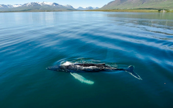 Humpback whale swimming in Eyjafjörður, Akureyri during a classic whale watching tour.