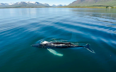Humpback whale swimming in Eyjafjörður, Akureyri during a classic whale watching tour.