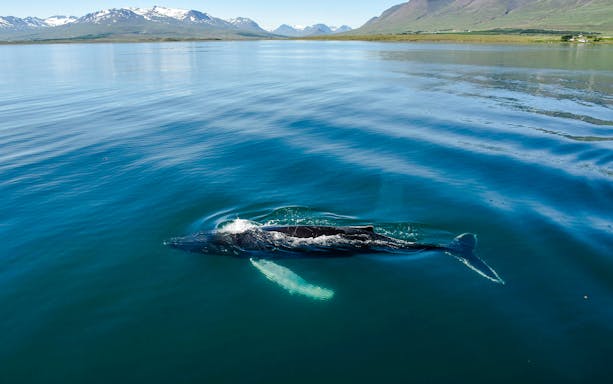 Humpback whale swimming in Eyjafjörður, Akureyri during a classic whale watching tour.