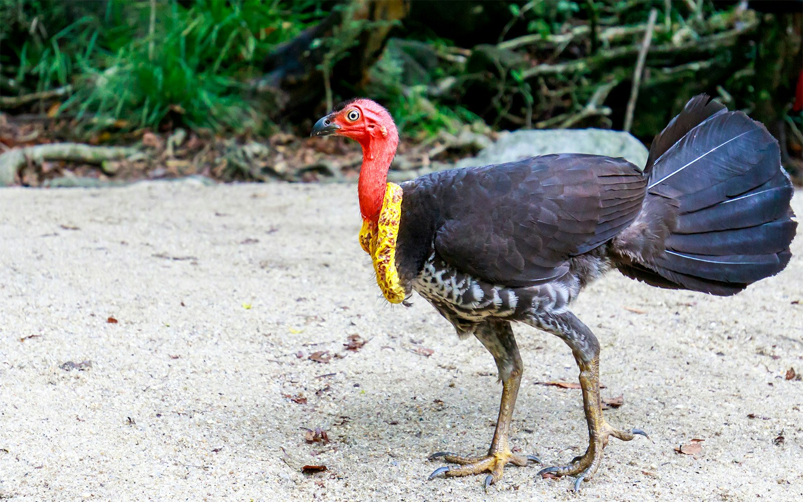 Australian brush-turkey walking on sandy ground at San Diego Zoo.