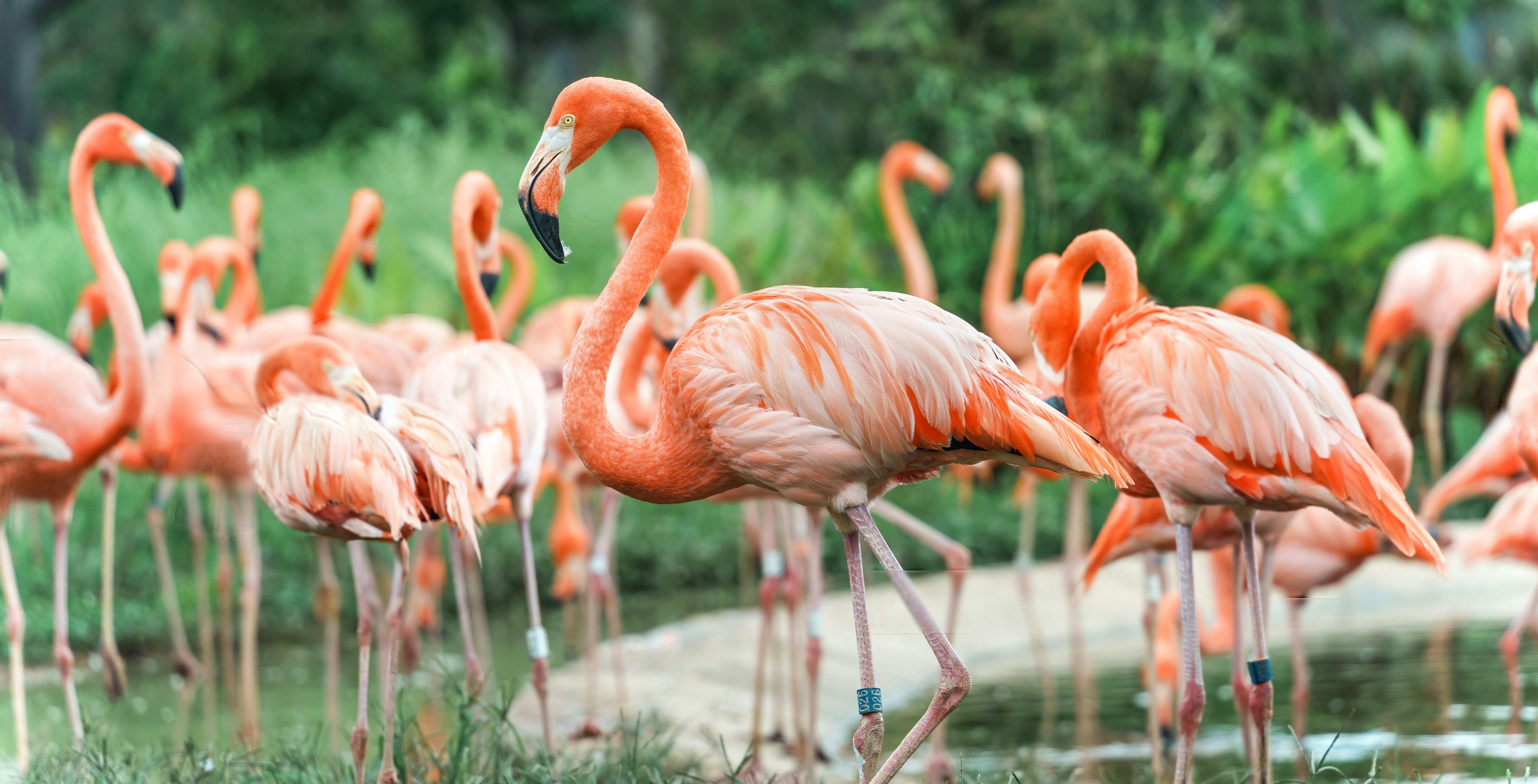 Flamingos wading in a pond at Singapore Bird Paradise.