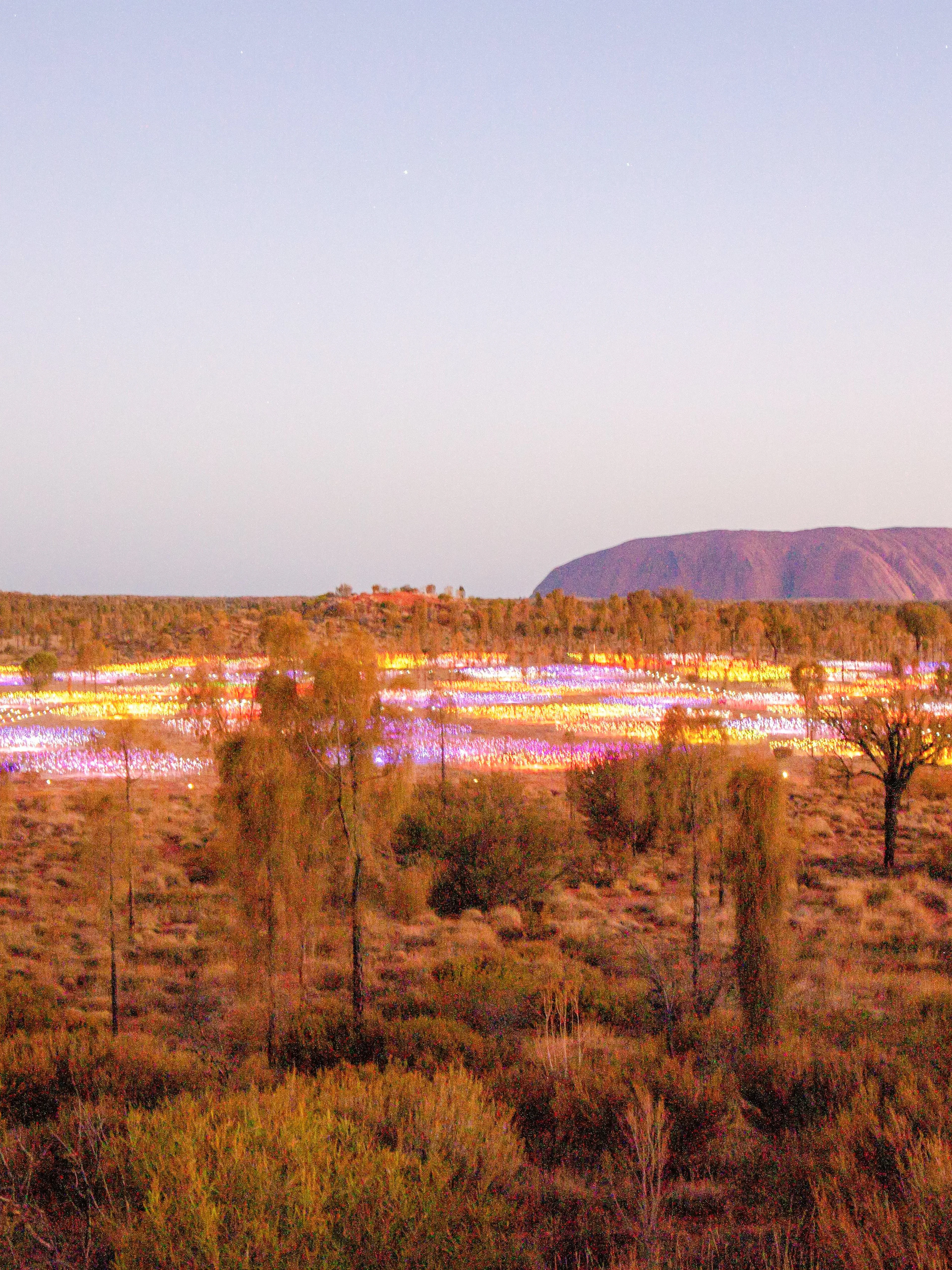 Uluru at sunrise with Field of Light installation in the foreground, Australia.