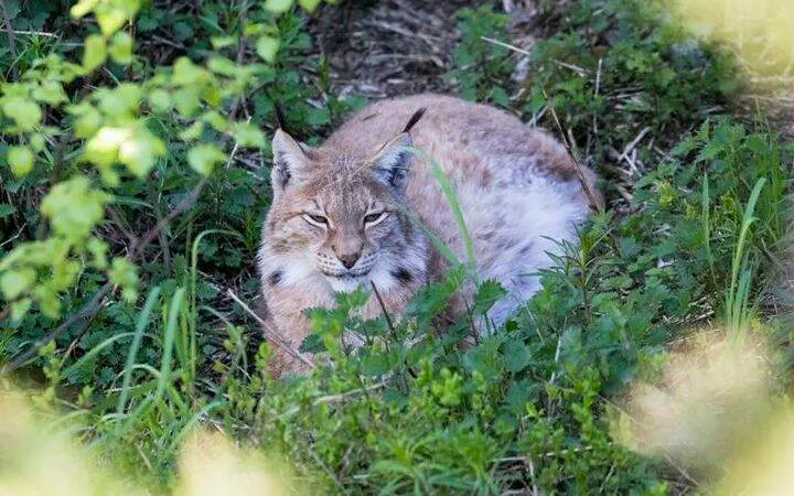 Lynx resting in greenery at Ranua Zoo, Rovaniemi.