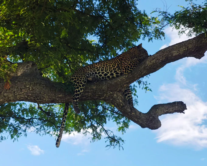 From Zanzibar: 4-Day Mikumi National Park Safari & Udzungwa Waterfall Hike