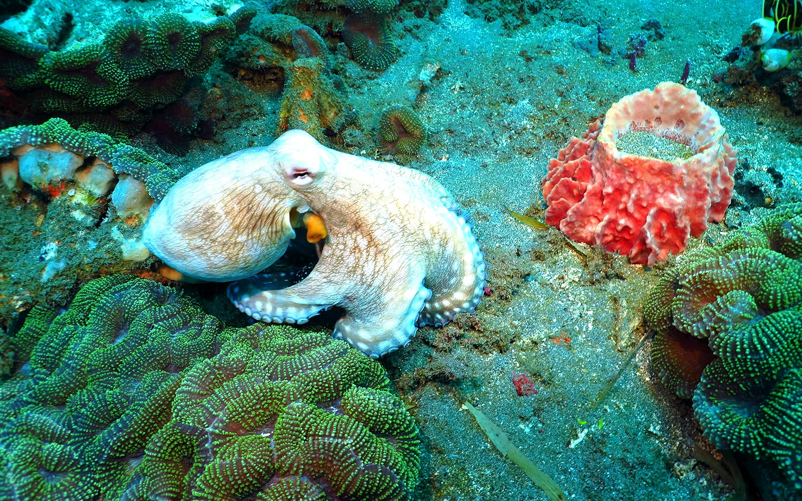 Nusa Penida octopuses in vibrant coral reef habitat, Indonesia.