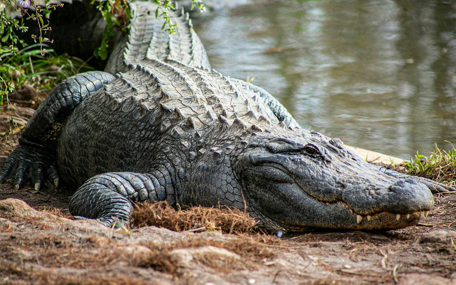 Cuban crocodiles at Gatorland
