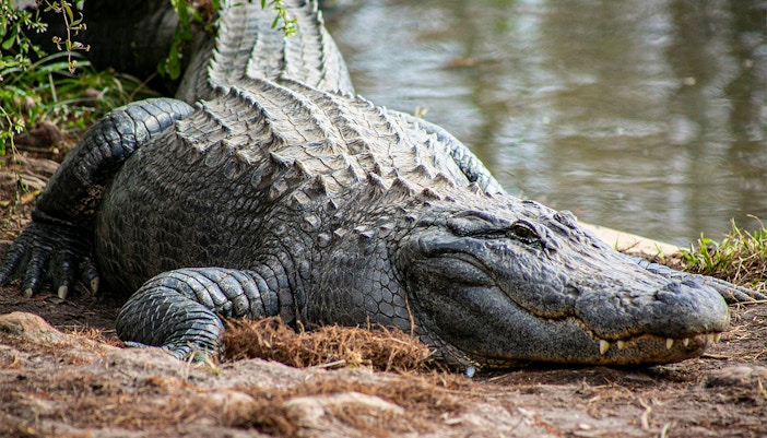 Universal Studios Orlando Rabatt