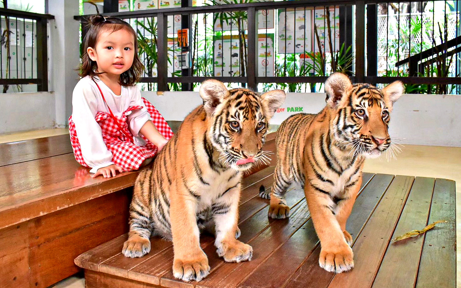child posing with tiger