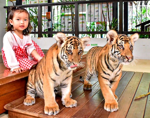 child posing with tiger