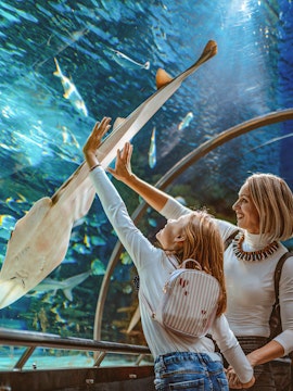 Mother and daughter reaching towards a ray in the Sunshine Aquarium tunnel.