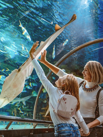 Mother and daughter reaching towards a ray in the Sunshine Aquarium tunnel.