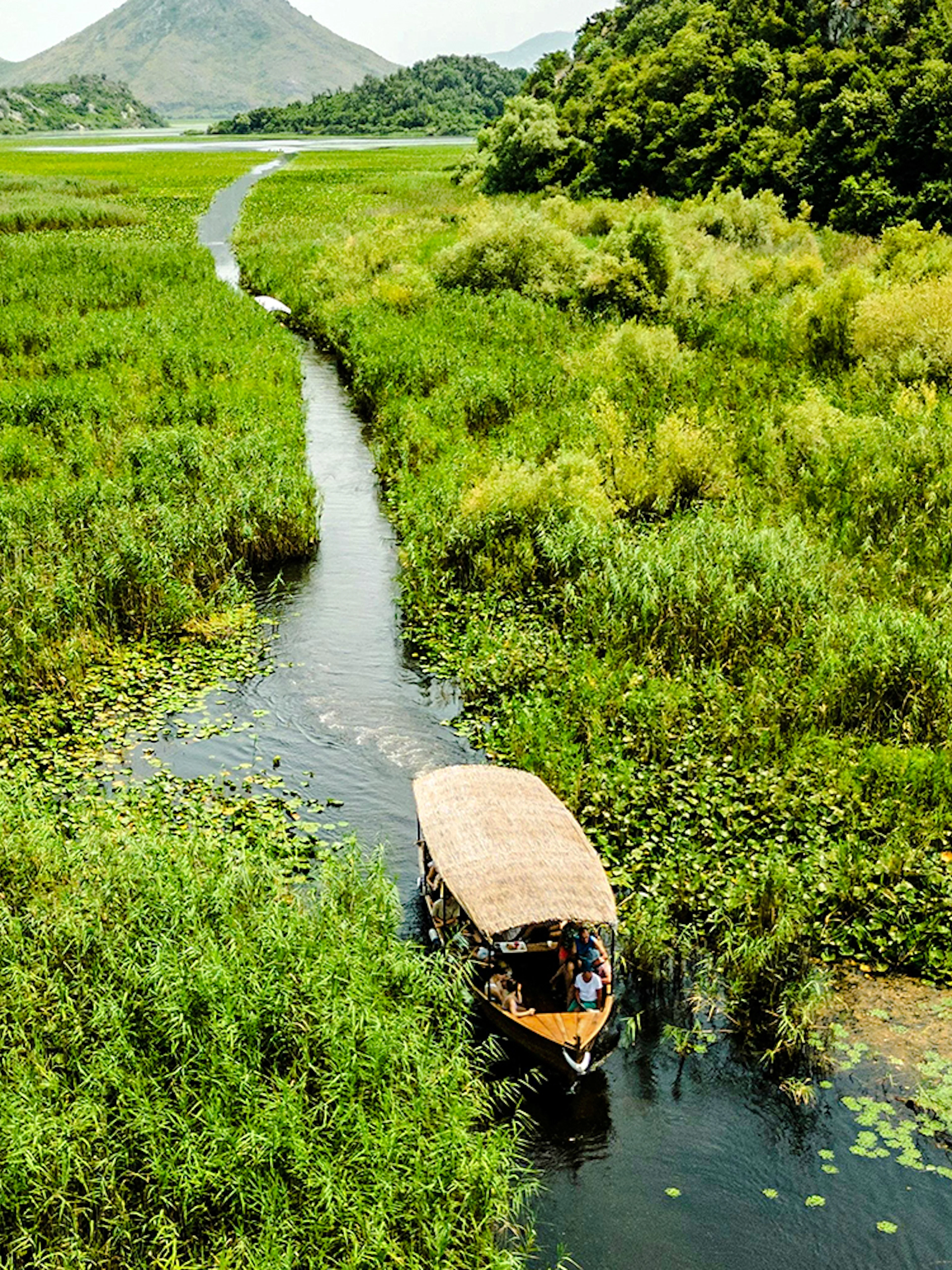 Wooden boat navigating through reeds on Lake Skadar, Montenegro.
