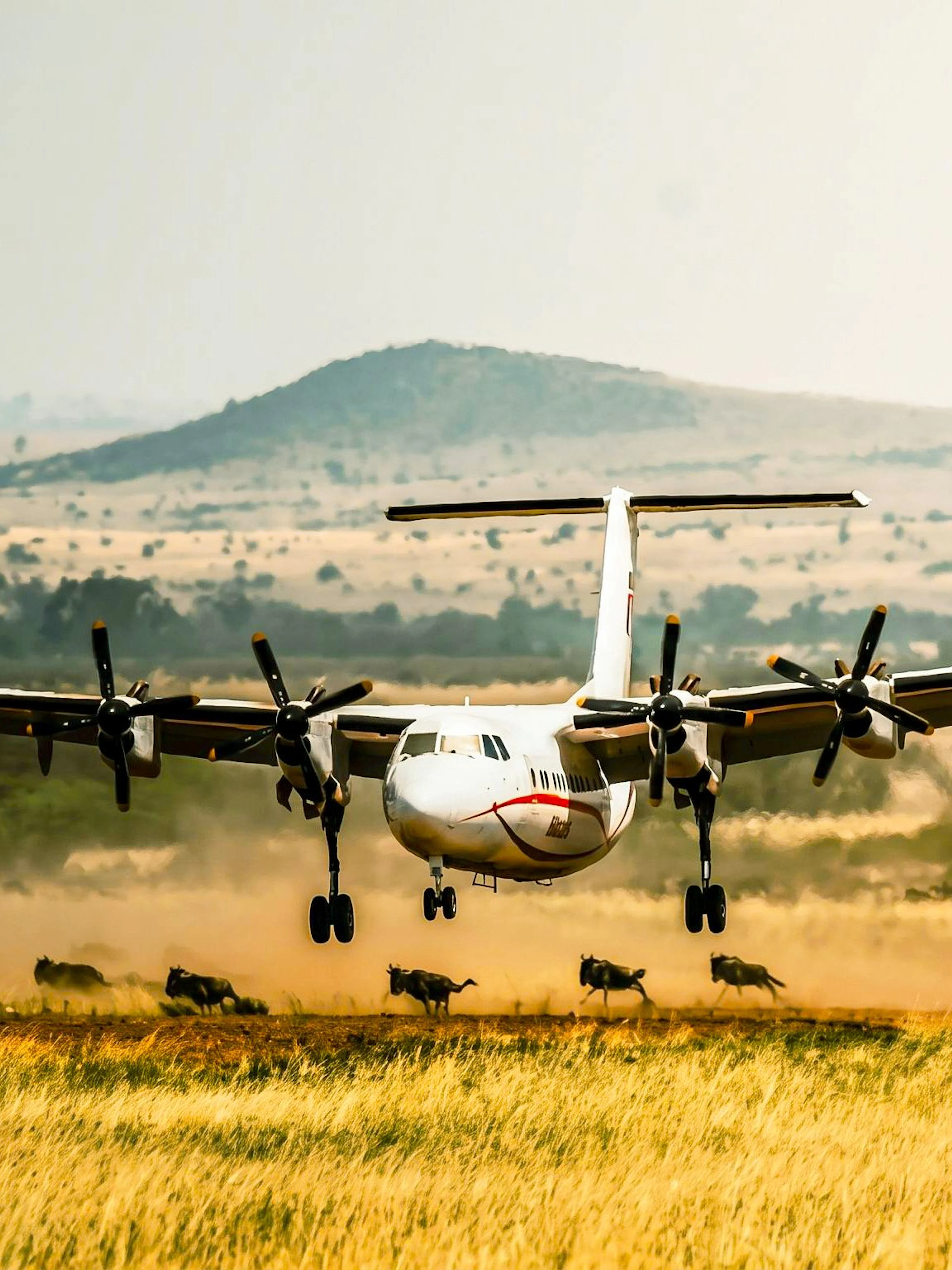 Plane landing on Maasai Mara airstrip with wildebeest in the foreground, Kenya safari.